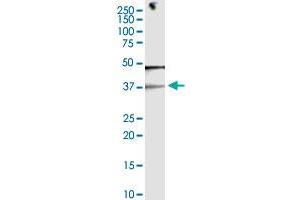 EID3 monoclonal antibody (M08), clone 2E5. (EID3 antibody  (AA 1-333))