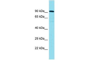 Host: Rabbit Target Name: CNOT10 Sample Type: Placenta lysates Antibody Dilution: 1.