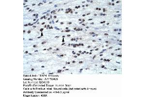 Human Brain (TFAP4 antibody  (C-Term))