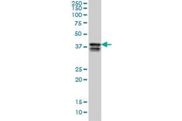 PCBP2 antibody  (AA 1-362)