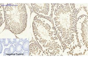 Immunohistochemical analysis of paraffin-embedded rat testis tissue.