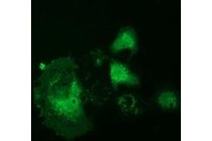 Anti-RNH1 mouse monoclonal antibody (ABIN2453613) immunofluorescent staining of COS7 cells transiently transfected by pCMV6-ENTRY RNH1 (RC208360). (RNH1 antibody)