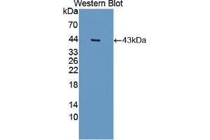 Figure. (PON2 antibody  (AA 1-354))