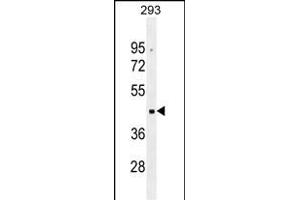 OR10G2 Antibody (N-term) (ABIN655290 and ABIN2844879) western blot analysis in 293 cell line lysates (35 μg/lane). (OR10G2 antibody  (N-Term))