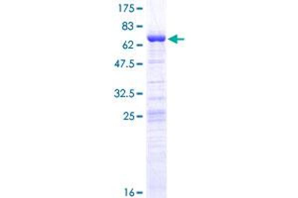 LUC7L Protein (AA 1-325) (GST tag)