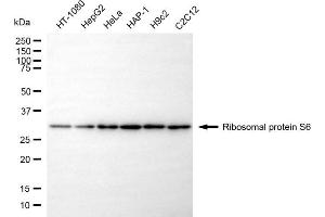 Western blotting analysis using ribosomal protein S6 antibody (ABIN7800224).