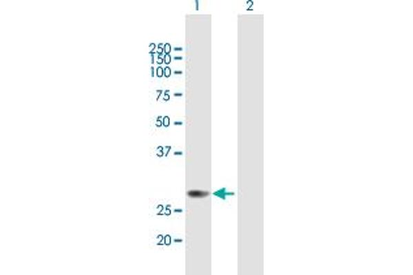 METTL6 antibody  (AA 1-255)