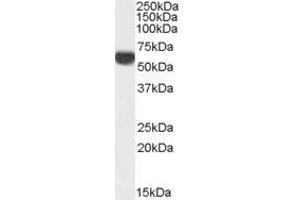 Image no. 1 for anti-Perilipin 1 (PLIN1) (C-Term) antibody (ABIN374794) (PLIN1 antibody  (C-Term))