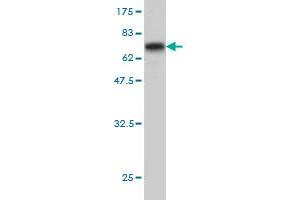 Western Blot detection against Immunogen (64.