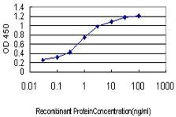 TAF1L antibody  (AA 1532-1641)