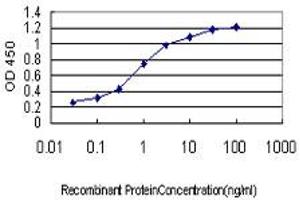 Detection limit for recombinant GST tagged TAF1L is approximately 0. (TAF1L antibody  (AA 1532-1641))