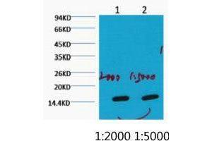 Western Blot (WB) analysis of HeLa, diluted at 1) 1:2000 2) 1:5000. (COX IV antibody)
