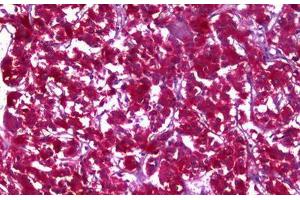 Anti-MDH1 antibody IHC staining of human adrenal. (MDH1 antibody)