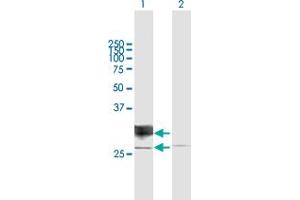 Western Blot analysis of RND1 expression in transfected 293T cell line by RND1 MaxPab polyclonal antibody. (RND1 antibody  (AA 1-232))