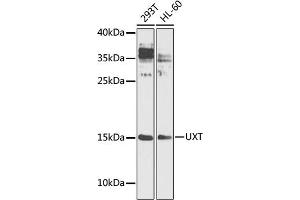 Western blot analysis of extracts of various cell lines, using UXT antibody (ABIN1683236, ABIN3018705, ABIN3018706 and ABIN6220550) at 1:1000 dilution. (UXT antibody  (AA 13-169))