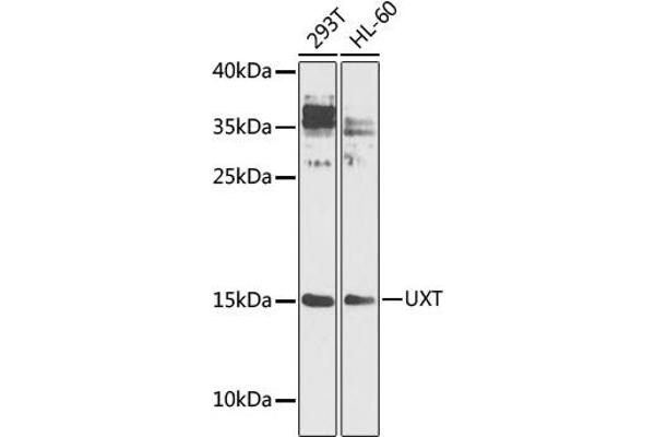 UXT anticorps  (AA 13-169)