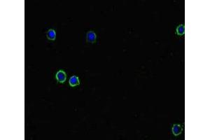 Immunofluorescent analysis of HepG2 cells using ABIN7150005 at dilution of 1:100 and Alexa Fluor 488-congugated AffiniPure Goat Anti-Rabbit IgG(H+L) (Diphthamide Biosynthesis 7 (DPH7) (AA 210-325) antibody)