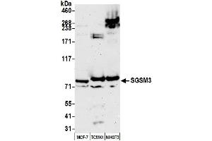 Western Blotting (WB) image for anti-Small G Protein Signaling Modulator 3 (SGSM3) (AA 699-749) antibody (ABIN7452630)