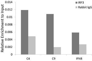 Chromatin immunoprecipitation analysis extracts of HCT116 cell line, using IRF3 rabbit polyclonal antibody and rabbit IgG. (IRF3 antibody)