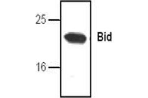 Image no. 1 for anti-BH3 Interacting Domain Death Agonist (BID) antibody (ABIN127033) (BID antibody)