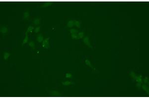 ABIN6266354 and ABIN6276702 staining HEPG2 cells by ICC/IF. (NQO1 antibody  (C-Term))