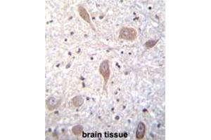 VSGP/F-spondin Antibody (N-term) immunohistochemistry analysis in formalin fixed and paraffin embedded human brain tissue followed by peroxidase conjugation of the secondary antibody and DAB staining. (SPON1 antibody  (N-Term))
