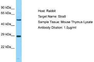 Host: Rabbit Target Name: Stra8 Sample Type: Mouse Thymus lysates Antibody Dilution: 1.