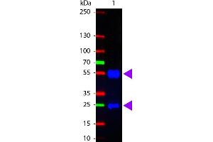 Western Blot of Fluorescein conjugated Rabbit anti-Swine IgG antibody. (Rabbit anti-Pig IgG (Heavy & Light Chain) Antibody (FITC))