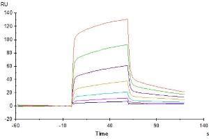 Mouse SIRP alpha, His Tag immobilized on CM5 Chip can bind Mouse CD47, His Tag with an affinity constant of 1. (SIRPA Protein (AA 32-373) (His tag))