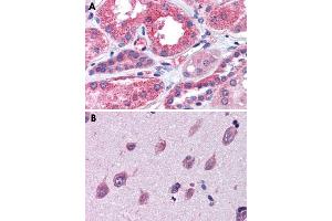 Immunohistochemical staining of formalin-fixed, paraffin-embedded human kidney (A) and human brain, cortex (B) tissue after heat-induced antigen retrieval.