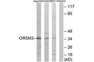 Western blot analysis of extracts from HepG2/HuvEc/MCF-7 cells, using OR5M3 Antibody. (OR5M3 antibody  (AA 53-102))