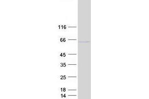 Validation with Western Blot (ZIC2 Protein (ZIC2) (Myc-DYKDDDDK Tag))