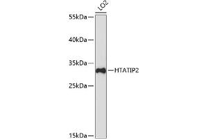 Western blot analysis of extracts of LO2 cells, using HT antibody (ABIN7267755) at 1:3000 dilution. (HIV-1 Tat Interactive Protein 2, 30kDa (HTATIP2) (C-Term) antibody)
