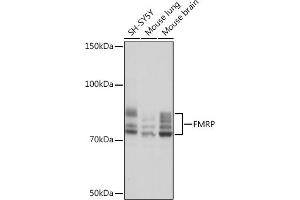 Western blot analysis of extracts of various cell lines, using FMRP Rabbit mAb (ABIN1679778, ABIN3019025, ABIN3019026 and ABIN7101703) at 1:1000 dilution. (FMR1 antibody)