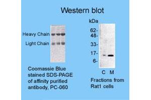 Image no. 1 for anti-Cytochrome C, Somatic (CYCS) antibody (ABIN187764) (Cytochrome C antibody)