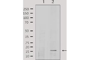 Western blot analysis of extracts from HepG2, using COX5A Antibody. (COX5A antibody  (Internal Region))