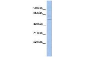 Image no. 1 for anti-Src Homology 2 Domain Containing Adaptor Protein B (SHB) (AA 35-84) antibody (ABIN6744314) (SHB antibody  (AA 35-84))