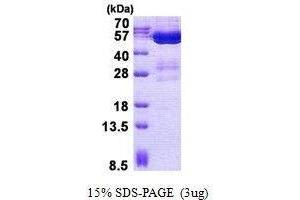 Figure annotation denotes ug of protein loaded and % gel used. (STAMBPL1 Protein)