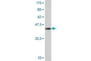 Western Blot detection against Immunogen (36. (FASTKD5 antibody  (AA 671-764))