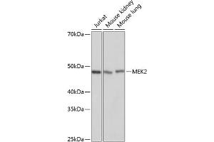 Western blot analysis of extracts of various cell lines, using MEK2 antibody (ABIN7268639) at 1:1000 dilution. (MEK2 antibody)