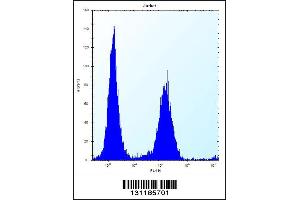 Flow cytometric analysis of Jurkat cells (right histogram) compared to a negative control cell (left histogram). (KRTAP25-1 antibody  (C-Term))
