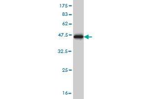 TNIK antibody  (AA 1-110)