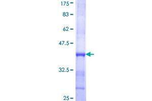 TMPRSS13 Protein (AA 182-279) (GST tag)