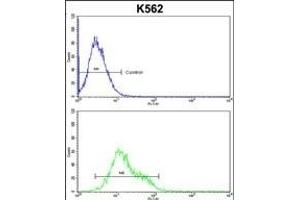 IC Antibody (C-term) (ABIN1882096 and ABIN2842402) flow cytometric analysis of k562 cells (bottom histogram) compared to a negative control cell (top histogram). (ICAM1 antibody  (C-Term))