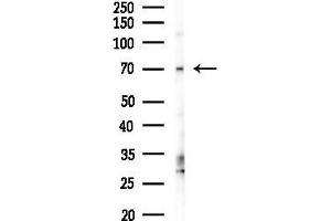 anti-Golgi Reassembly Stacking Protein 1, 65kDa (GORASP1) (Internal Region) antibody