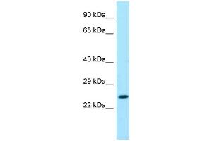 Host: Rabbit Target Name: MSGN1 Sample Type: HepG2 Whole Cell lysates Antibody Dilution: 1.