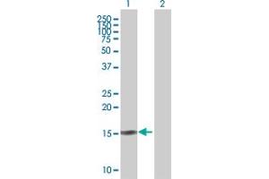 Western Blot analysis of SCGB2A2 expression in transfected 293T cell line by SCGB2A2 MaxPab polyclonal antibody.