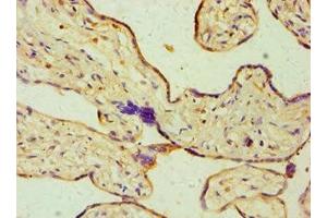 Immunohistochemistry of paraffin-embedded human placenta tissue using ABIN7149658 at dilution of 1:100 (Seladin 1 antibody  (AA 227-516))