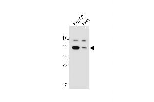 All lanes : Anti-BDK_1 Antibody (Center) at 1:1000 dilution Lane 1: HepG2 whole cell lysate Lane 2: Hela whole cell lysate Lysates/proteins at 20 μg per lane. (BDK_1 (AA 213-239) antibody)
