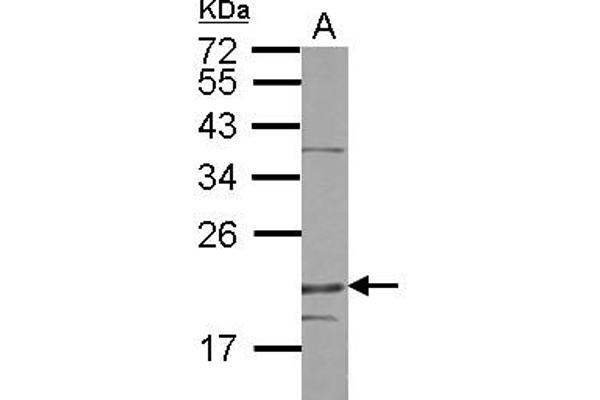 Density Regulated Protein antibody  (AA 1-198)